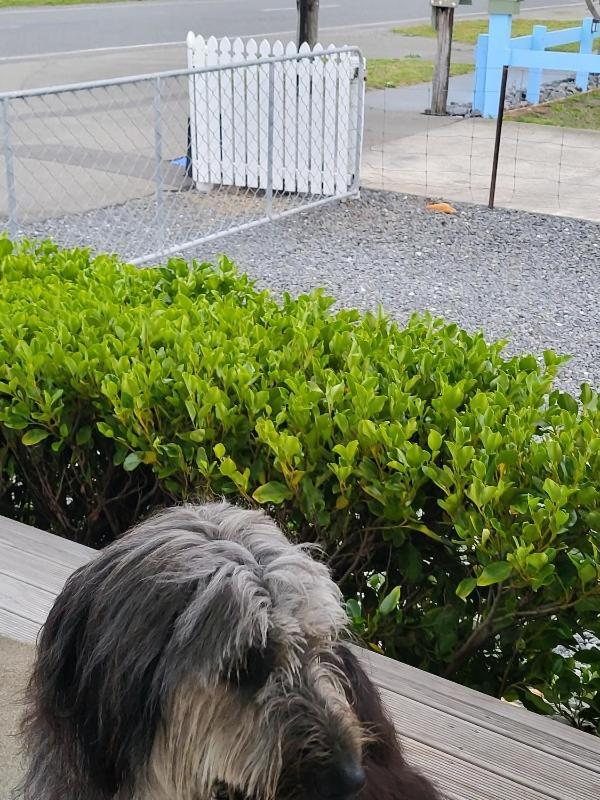 K'orca Cottage Kaikoura Esterno foto