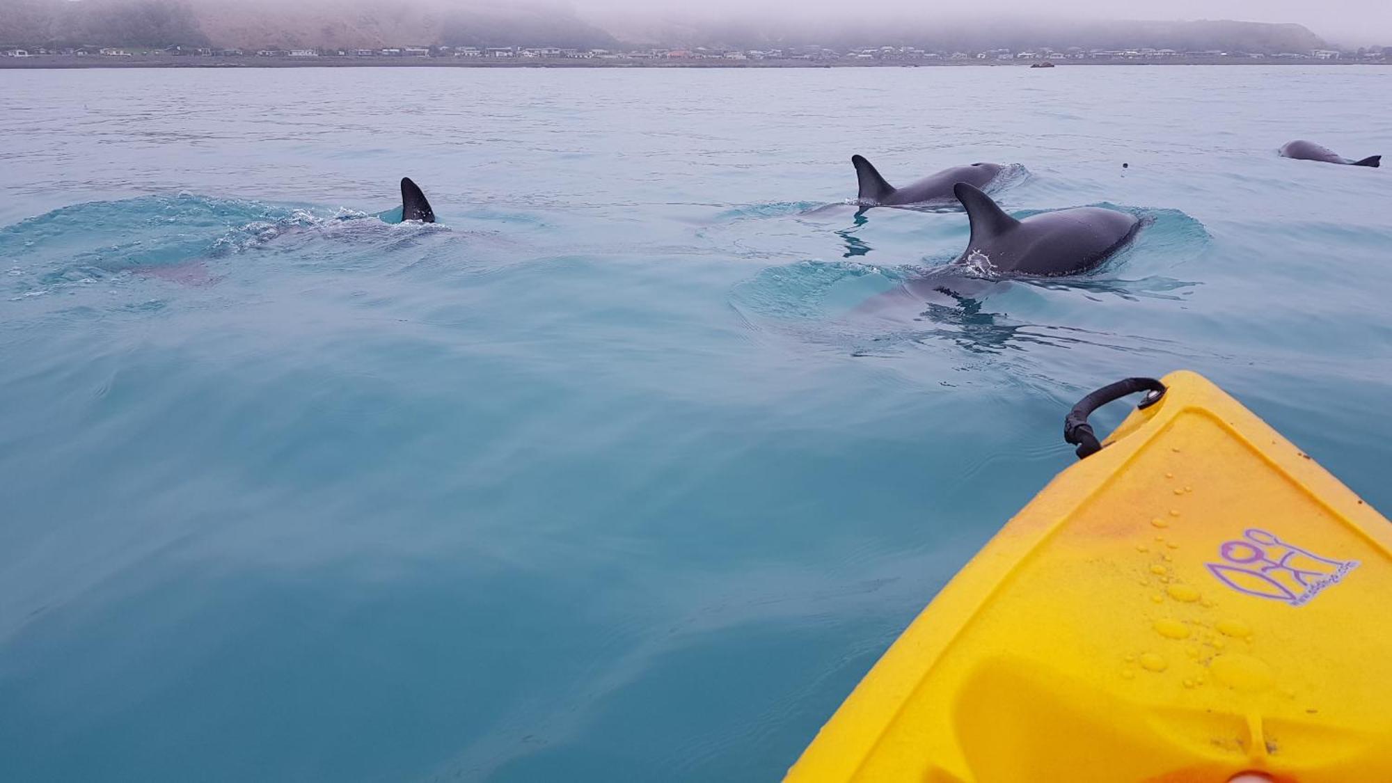 K'orca Cottage Kaikoura Esterno foto